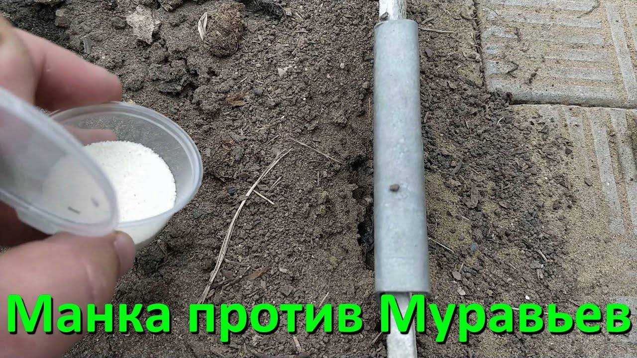 Муравьи на огороде: как избавиться от них народными средствами?