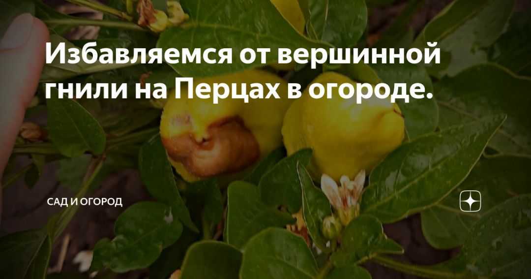 Вершинная гниль