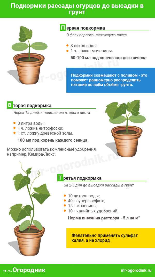Чем подкормить огурцы (6 самых эффективных методов)