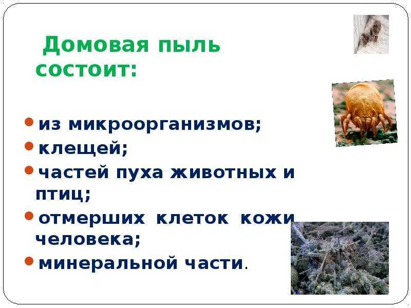 Пыль в квартире: откуда она появляется, чем опасна