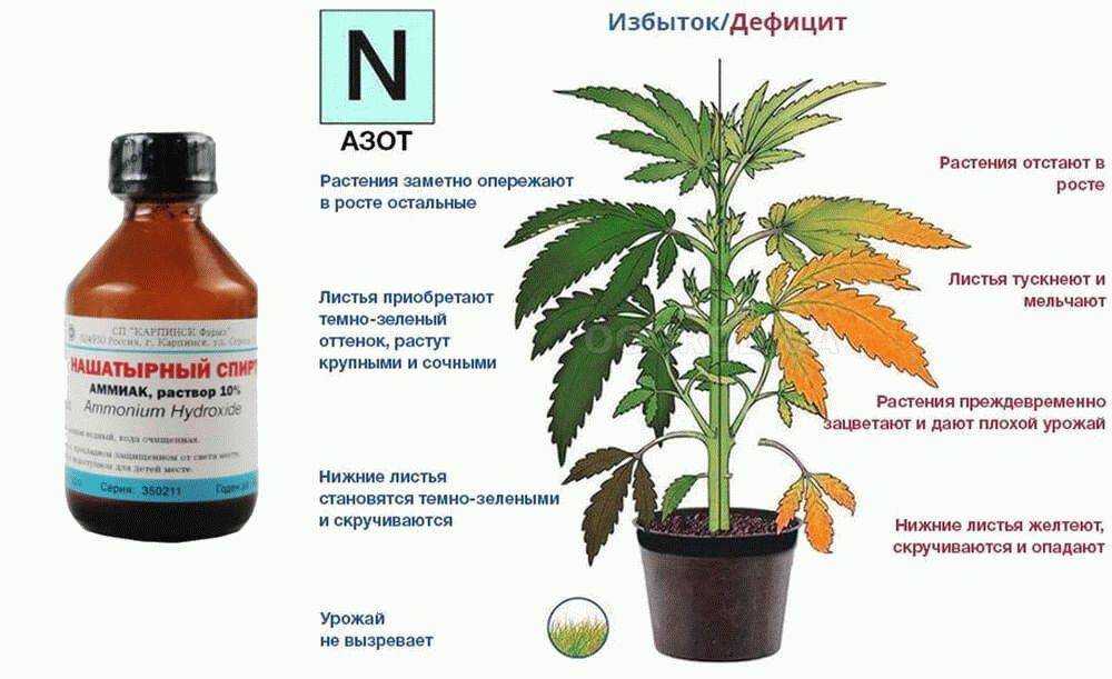 Азотные удобрения: принцип действия и особенности применения