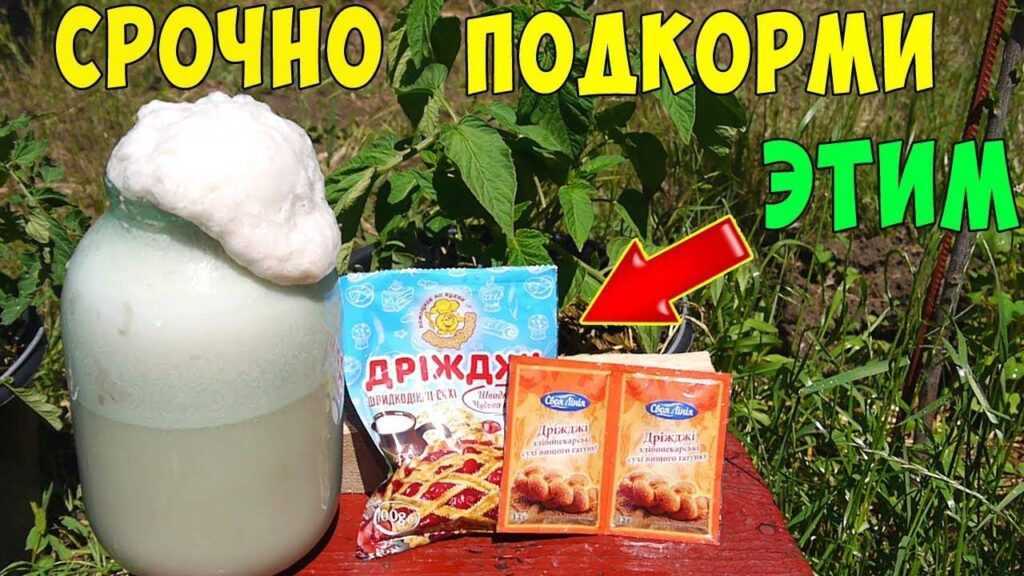 Удобрение из хлеба для растений на даче и дома