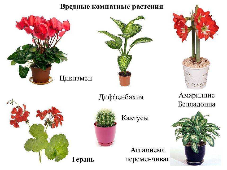 Комнатные цветы (100 фото) - каталог с названиями и описаниями | огородникам инфо