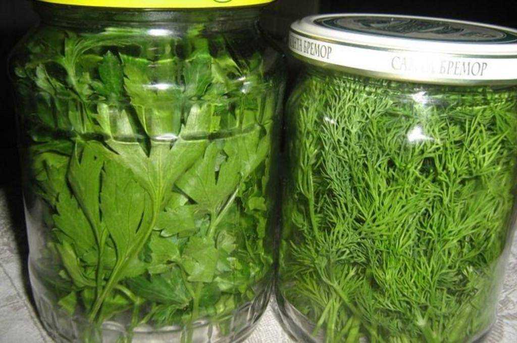 Как сохранить редиску на зиму чтобы она не утратила вкусовые свойства