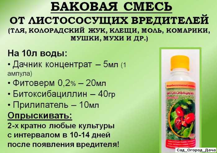 100 загадок про овощи для детей и взрослых с ответами