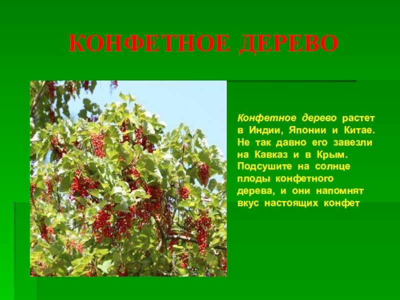 Сироп рожкового дерева (сироп кэроба) – полезные свойства и противопоказания