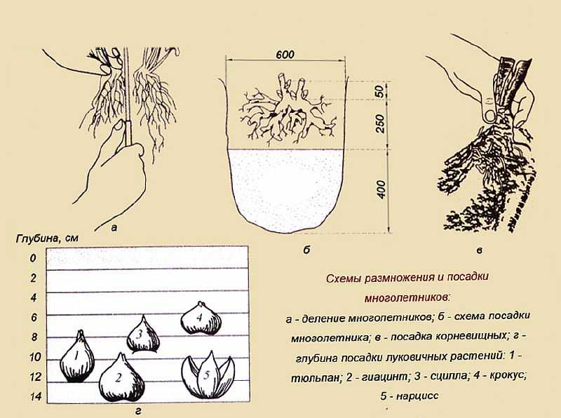 Гиацинт - посадка и уход, выгонка - как выращивать цветок в домашних условиях