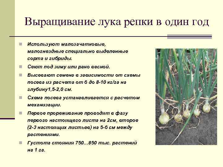 Подготовка грядки под чеснок: секреты высоких урожаев
