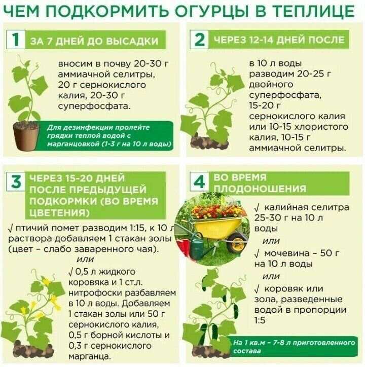 Внекорневая подкормка огурцов обеспечивает качественный рост культуры через насыщение листвы минеральными веществами и витаминами Прикорм химическими и народными средствами отпугивает вредителей и противостоит вирусам