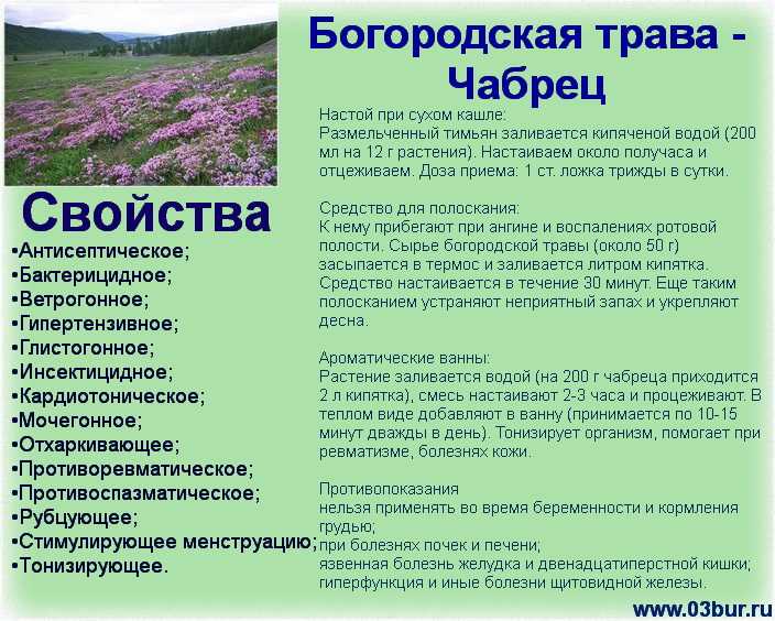 Тимьян (чабрец): применение, в какие блюда добавляют приправу, совместимость со специями, заготовка - onwomen.ru
