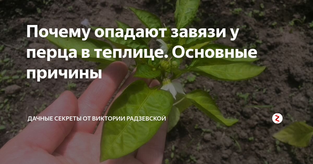 Опадают цветы у перца что делать?