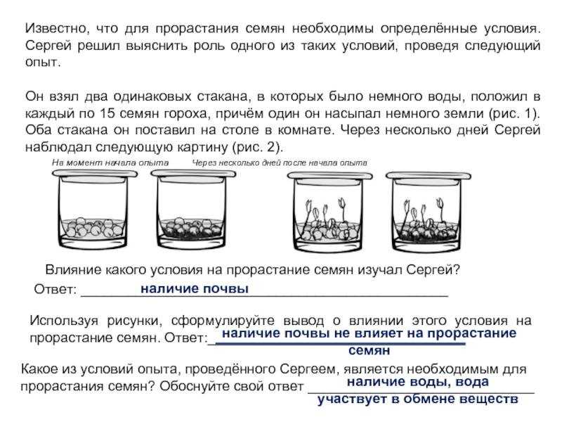 3 простых способа определения всхожести семян