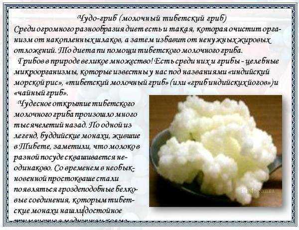 Кефирный грибок: как пользоваться и хранить в домашних условия и сроки годности