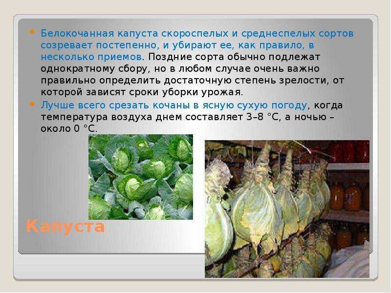 Как хранить капусту в холодильнике: помощь, советы