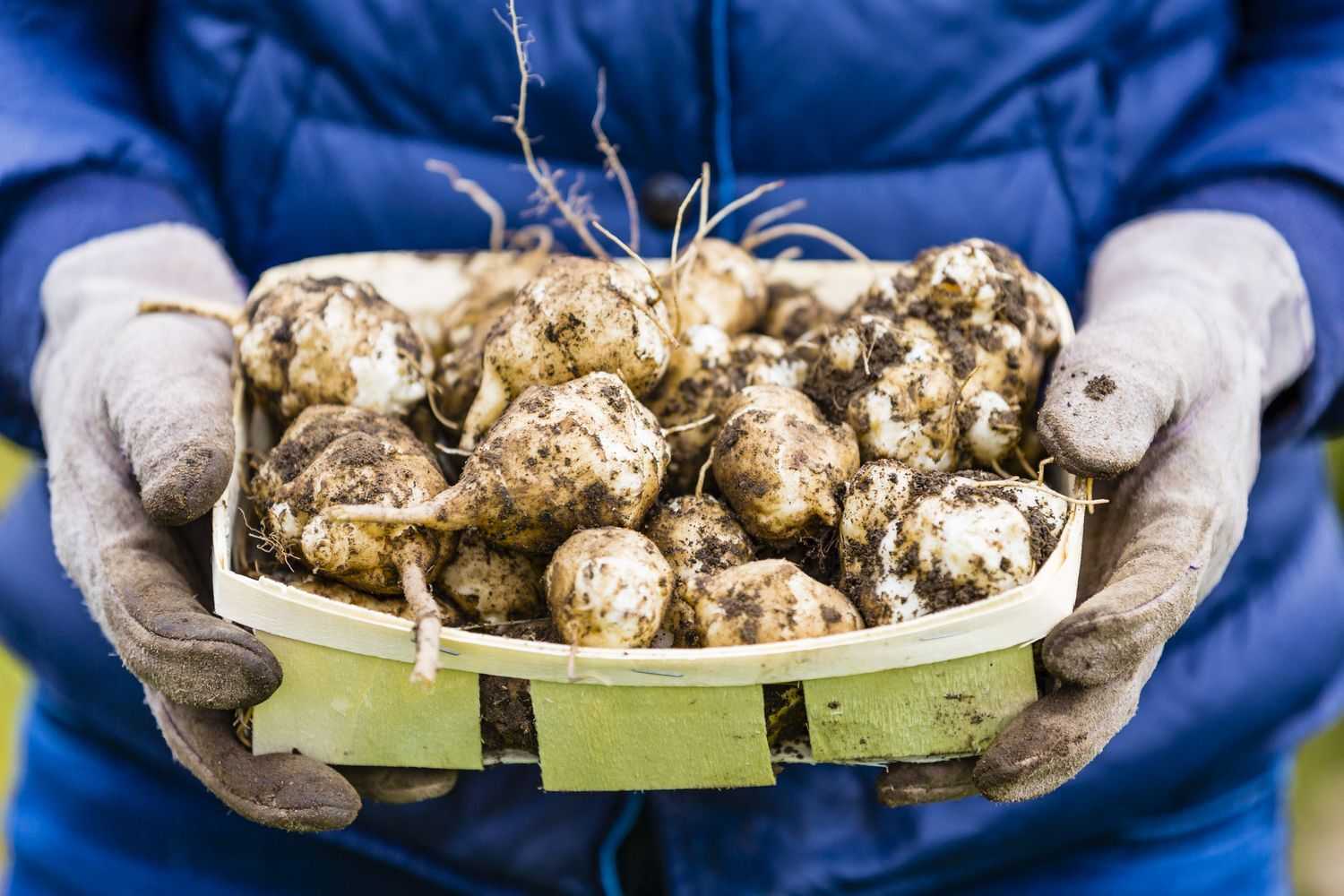 Как хранить топинамбур в домашних условиях, способы и сроки