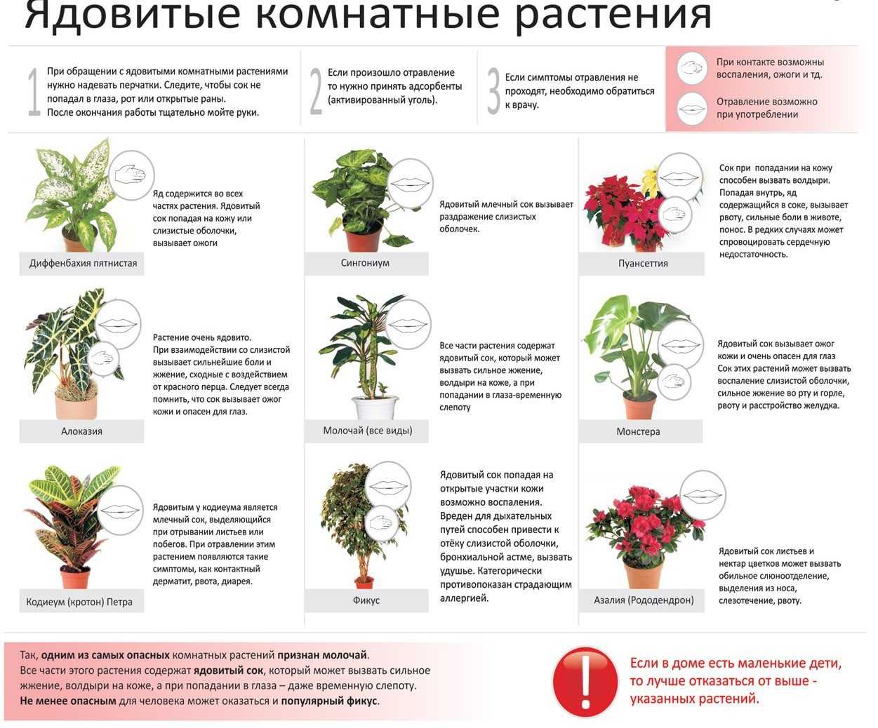 Обзор самых популярных комнатных растений с фотографиями и названиями