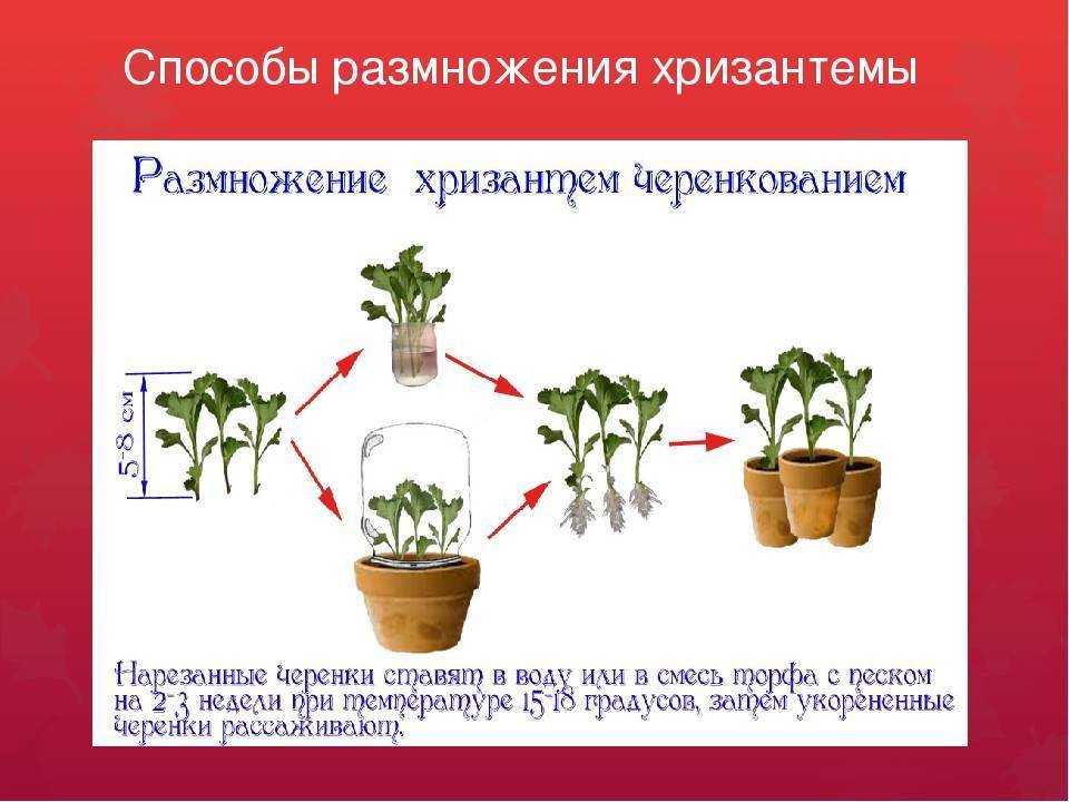 Все способы разведения гортензии. как размножить разные виды растения?