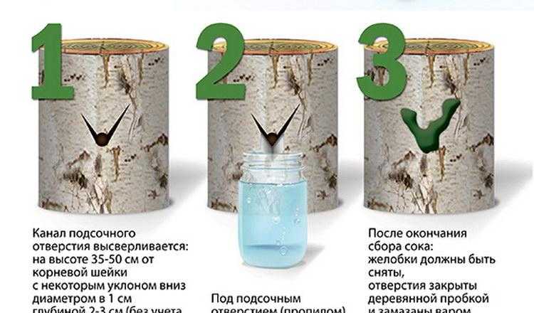 Березовый сок: когда и как собирать