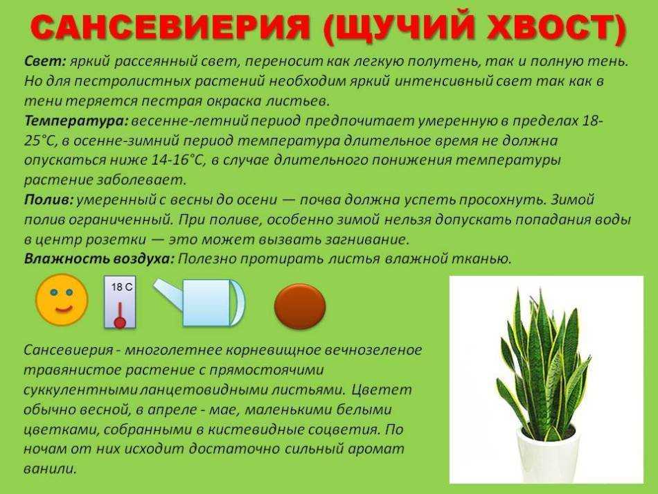 Как посадить щучий хвост? почва и горшок для тещиного языка selo.guru — интернет портал о сельском хозяйстве