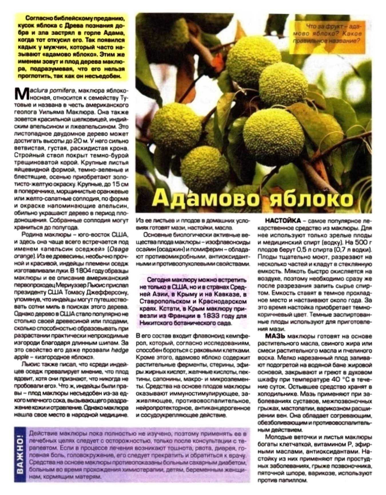 Маклюра (адамово яблоко): лечебные свойства, польза и вред, подробные инструкции по применению