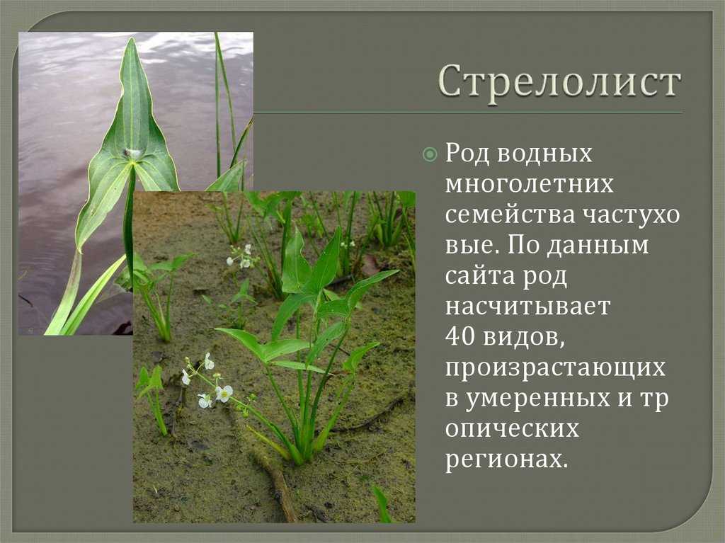 Стрелолист: описание и свойства растения, его применение
