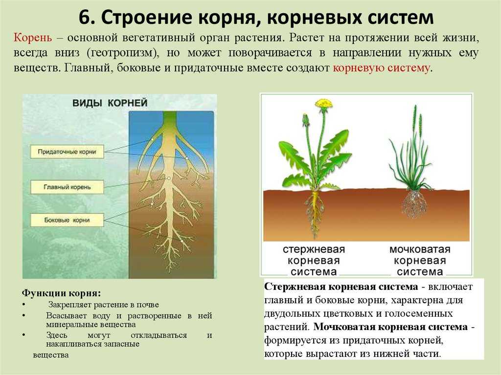 Обзор стимуляторов роста для рассады, промышленные и народные средства