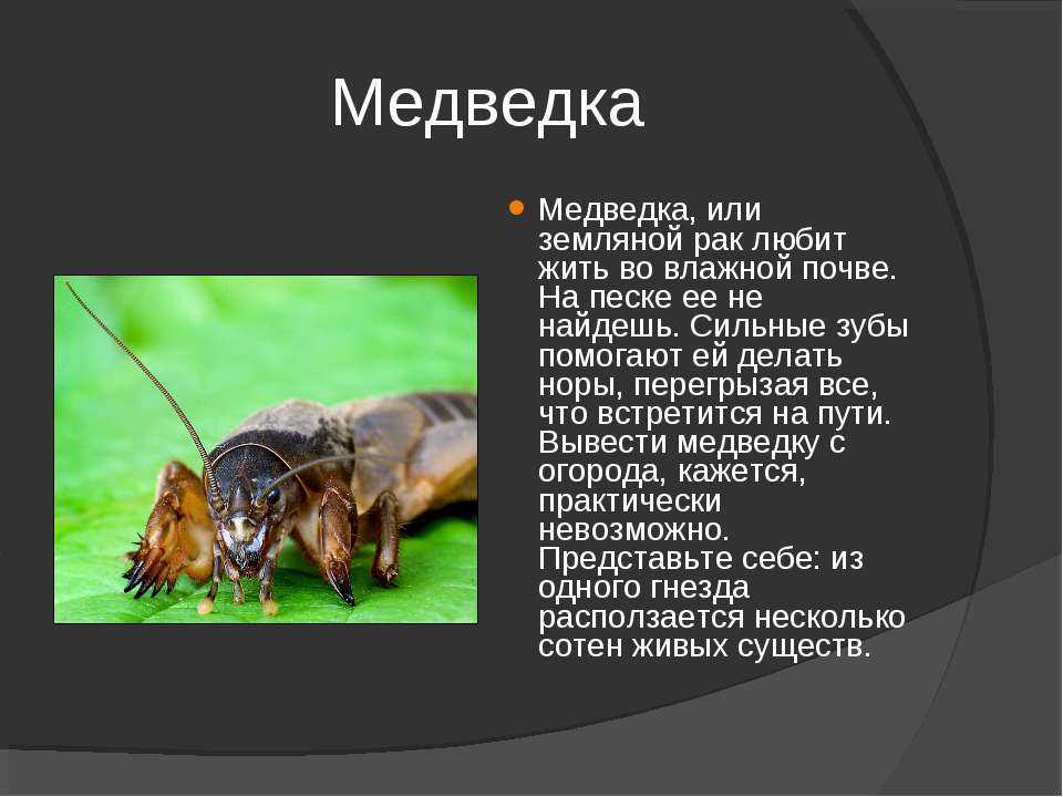 Топ-5 способов для борьбы с медведкой на огороде, садовом участке: действующие средства и профилактические меры | (фото & видео)