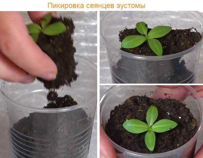 Сроки хранения семян цветов