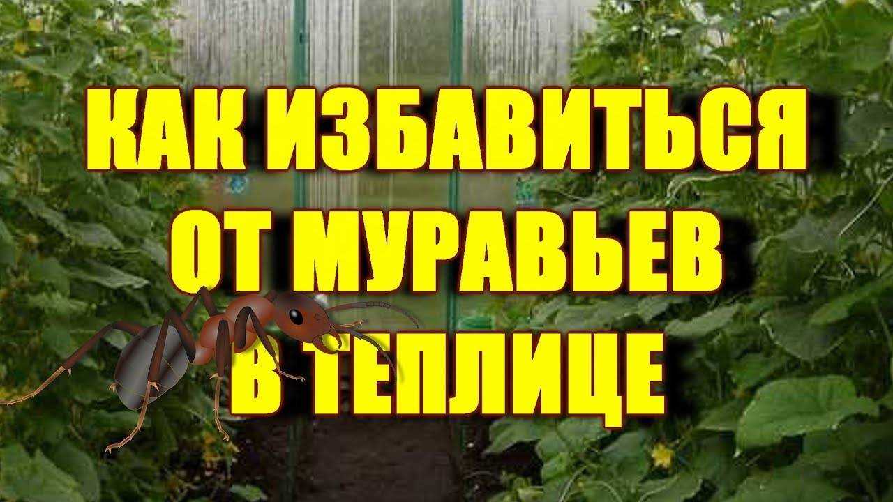 Что выгодно выращивать в теплице на продажу? - технология бизнеса