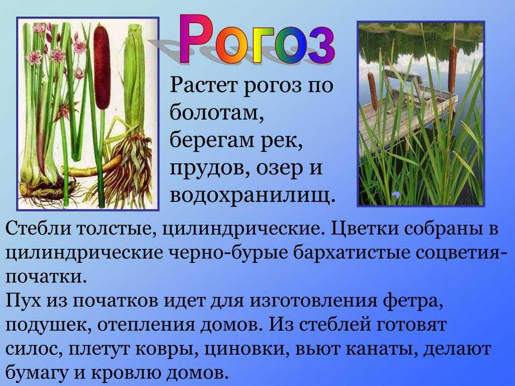 Камыш: описание растения и его использование во флористике