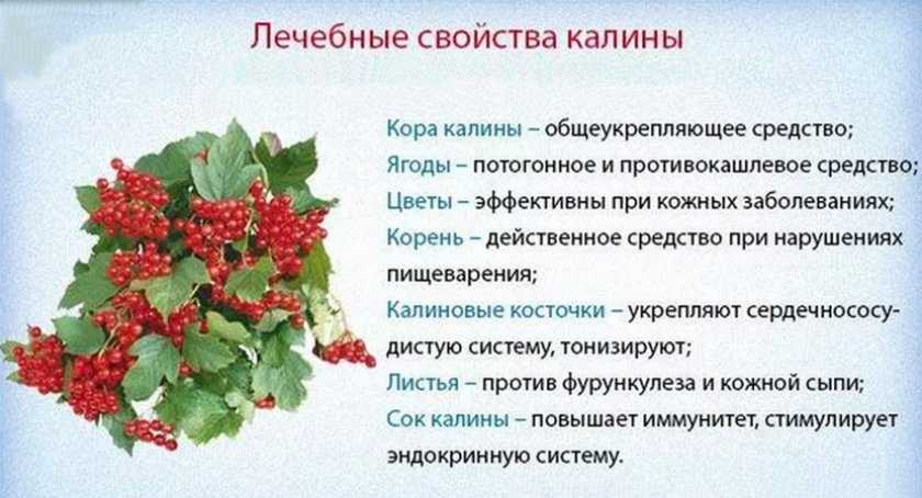 Калина: полезные свойства и противопоказания для женщин и мужчин