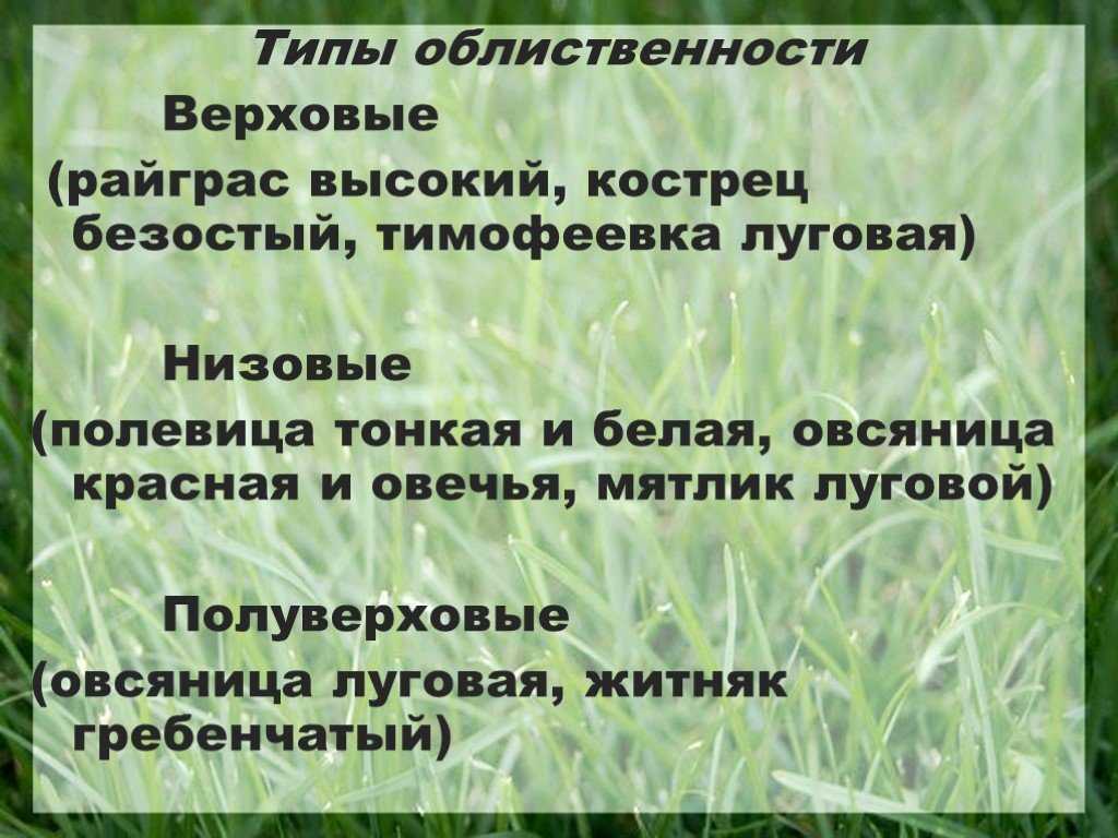 Ботанические особенности тимофеевки луговой