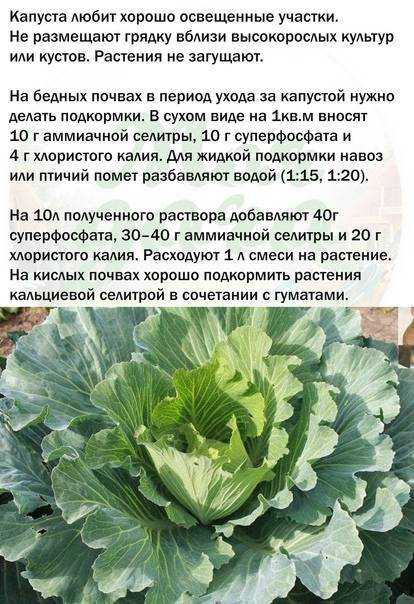 Картина растрескавшихся на корню кочанов белокочанной капусты — для огородников удручающее зрелище Спасти овощи не получится, сохранить не удастся из-за повреждений, но переработать изредка можно