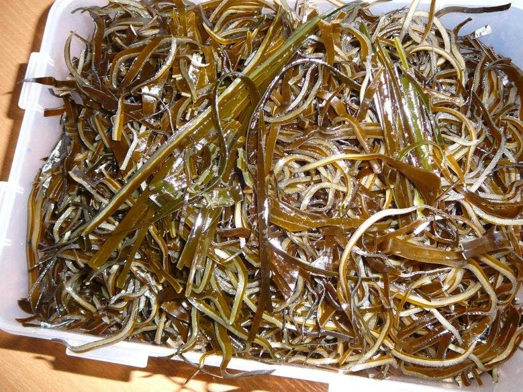 Морские водоросли, как хранить популярные виды