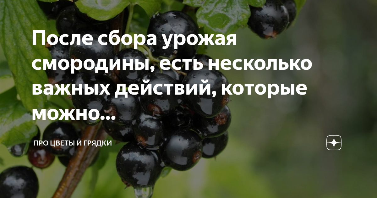Обрезаем в июле листья у томатов и кусты плодоносят до поздней осени — обзоры, рецепты, огородные советы
