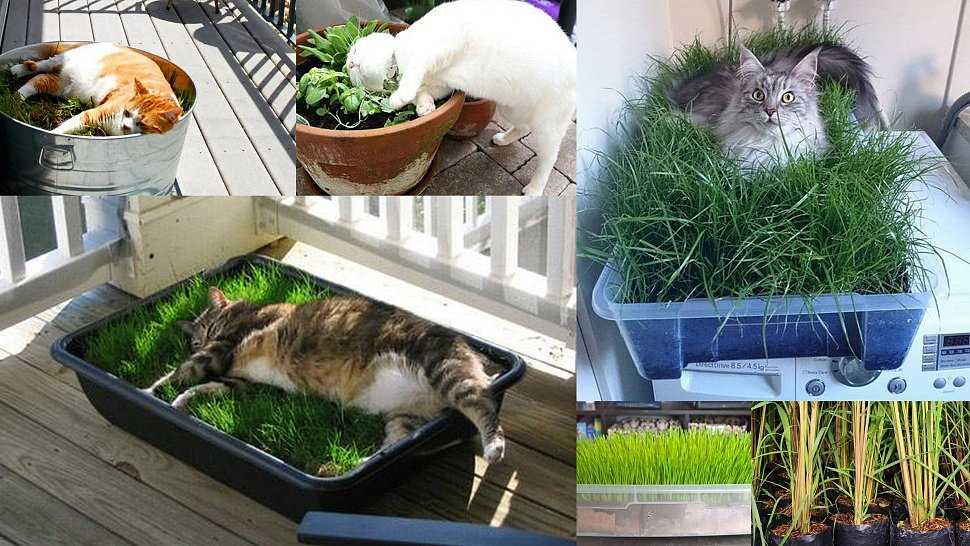 Какую траву любят кошки и как вырастить траву для кошек – pet-mir.ru