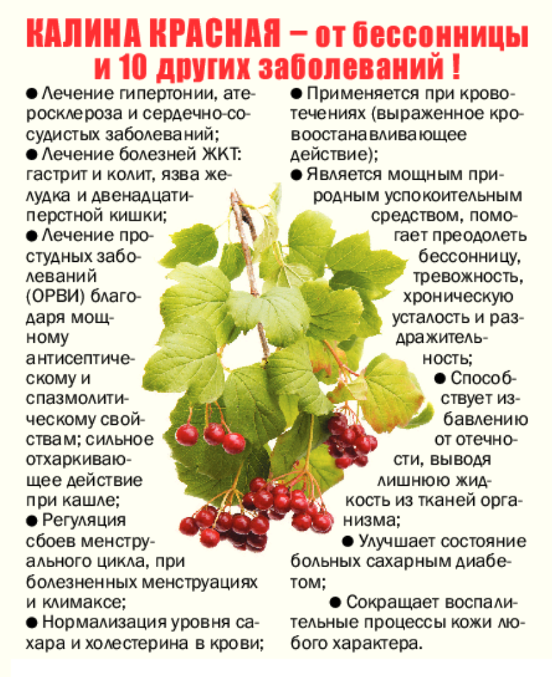 Калина обыкновенная украсит участок и даст урожай целебных ягод