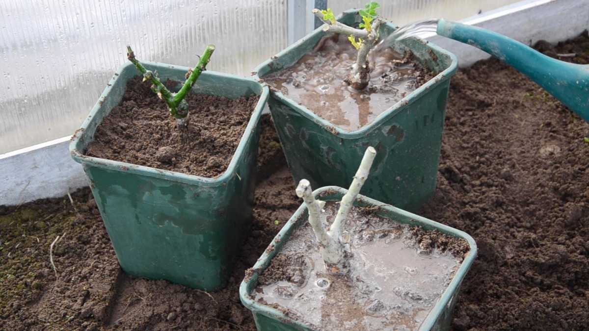 Как лучше сохранить розы. как сохранить розы