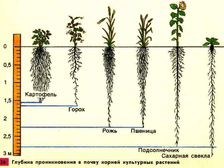 Развитие рассады, а впоследствии и получение урожая зависят от здоровья корневой системы Чтобы корни были крепкие и здоровые, огородники пользуются подкормками Чаще всего им на помощь приходят искусственные минеральные удобрения