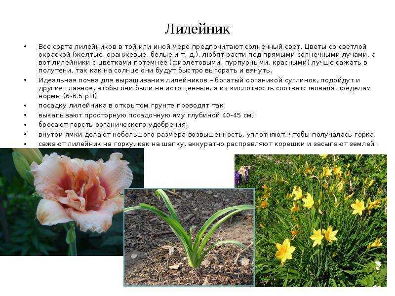 Лилия (55+ фото) восточной красавицы — описание 9 сортов, правила ухода и выращивания +отзывы