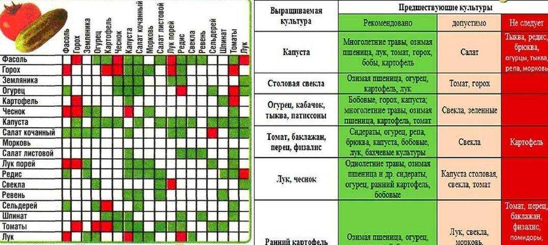 Сидераты для огурцов: какие бывают, технология внесения и выращивания