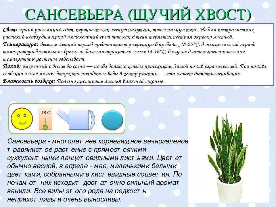 Леопардовая лилия – секреты ухода за сансевиерией в домашних условиях