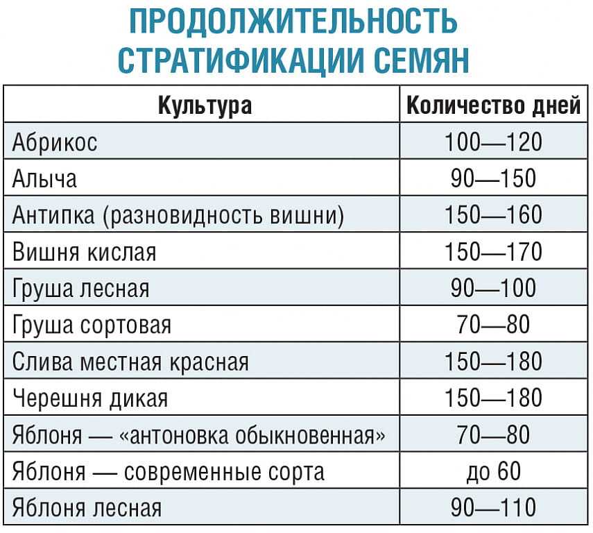 Подготовка семян к посадке в домашних условиях на рассаду