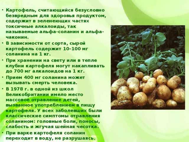 Осторожно! зеленая картошка!