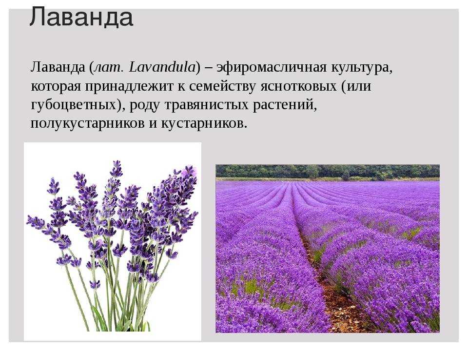 Выращивание лаванды из семян в домашних условиях: как выглядит, когда и как сажать на рассаду, как размножить