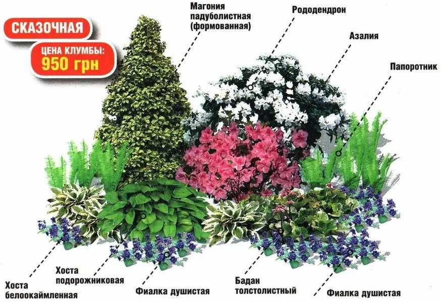 Кустарники цветущие все лето многолетние и зимостойкие – описание видов с фото