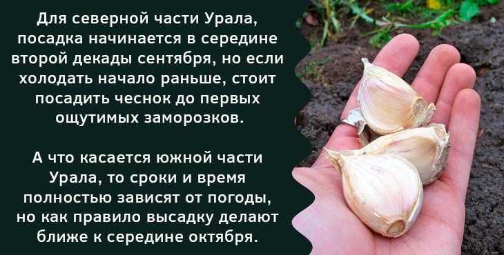 Подготовка грядки под чеснок: секреты высоких урожаев