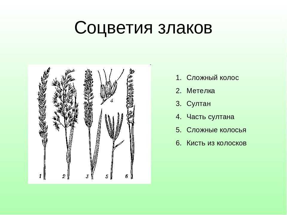Ячмень обыкновенный или посевной - hordeum vulgare l.