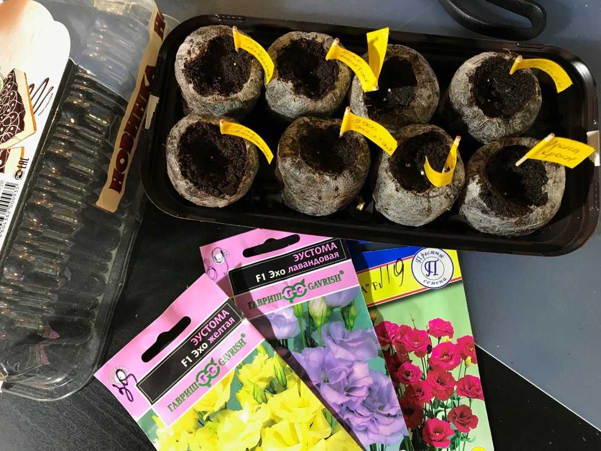 Как вырастить эустому из семян в торфяных таблетках: посадка на рассаду, уход, пикировка