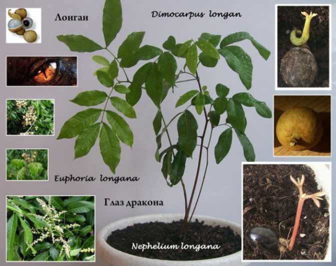 Лонган: описание, калорийность, польза и вред